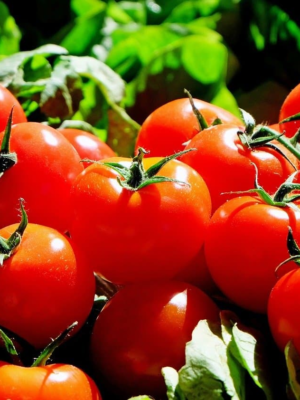 Tomato