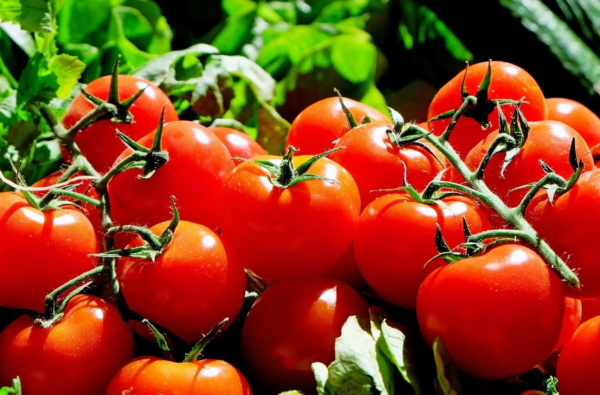 Tomato - Image 2